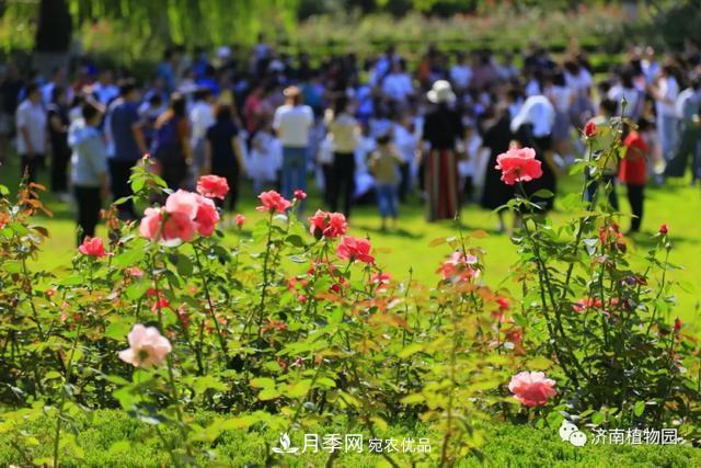 金秋花儿姹紫红，山东济南植物园万株月季与您“约会”佳节(图2)