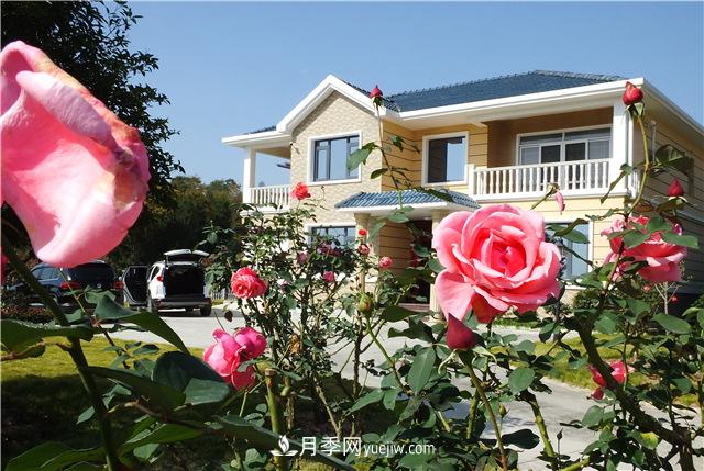 湖北宜昌美丽乡村：月季花与农家楼房相映美(图1)