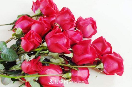 21朵玫瑰花代表什么？你是我的最爱以及真诚的爱(图1)