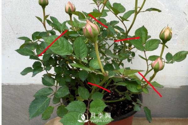 月季、蔷薇开花还“结果”，微型月季盆栽放阳台，1年开花300天(图2)