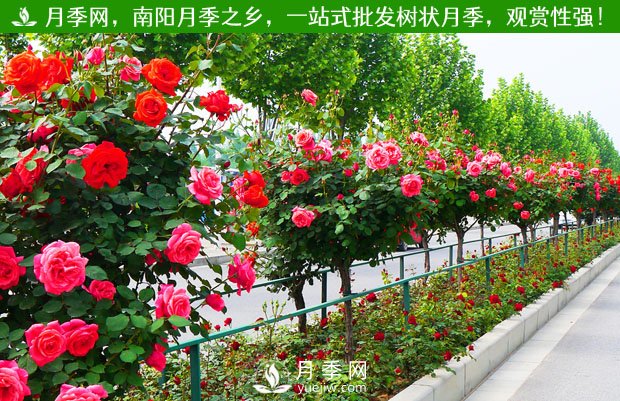 上海龙凤419为月季花农拓销路 园区为客户种好月季(图1)