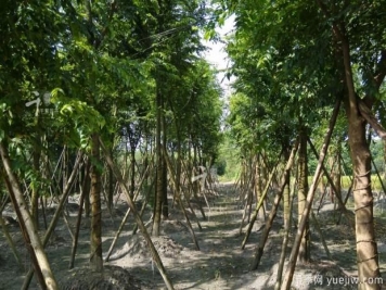 朴树种植和养护的四大注意事项
