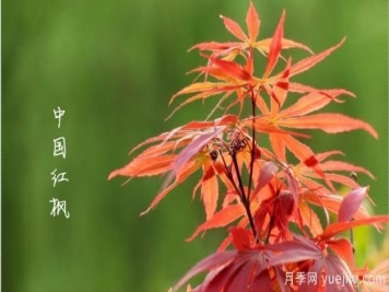 红枫，4个红枫品种是秋日植物里亮丽的风景线