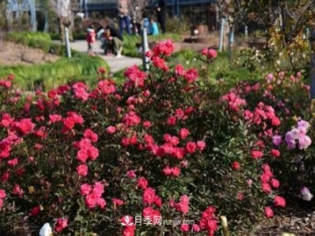 上海植物园内部分月季释放冬季魅力，观赏区还在不断优化中