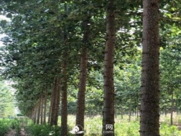 河南周口：培育出不飞絮的杨树新品种