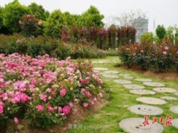 武汉满街月季开放，近百座公园进入盛花期