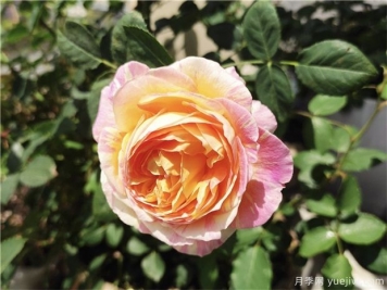 100种玫瑰花的名字，来了解下不同颜色的品种月季