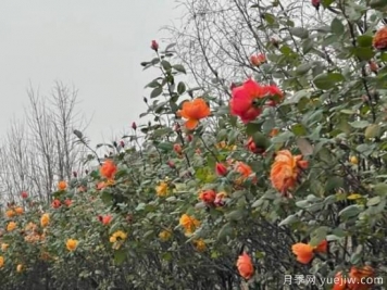 严冬月季花盛开，杭州高架月季实现超长待机