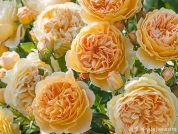 大花香水月季的养护方法，分享10种花香飘满屋