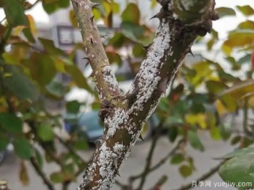 树状月季的桑盾蚧虫害有哪些伤害害，该如何防治？