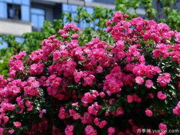 武汉新增多条绝美月季花道，江城处处花海景观
