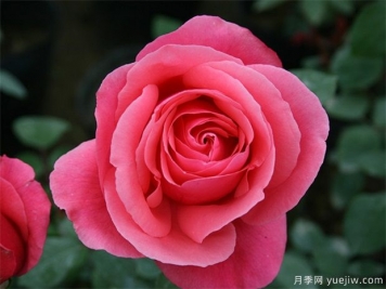 rose是什么，玫瑰和月季的区别到底在哪!