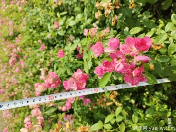 安吉拉月季盆栽苗，60厘米高基地发货