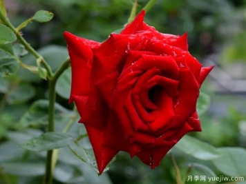 2023年情人节十大玫瑰品种销量榜，卡罗拉位居首位