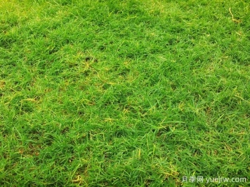 夏季铺草坪发黄干枯，如何提高草皮铺植成活率？