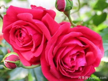 大家都知道玫瑰花可以食用，那么月季花可不可以食用呢？