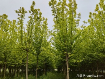 金叶复叶槭的特点、园林用途、管理养护