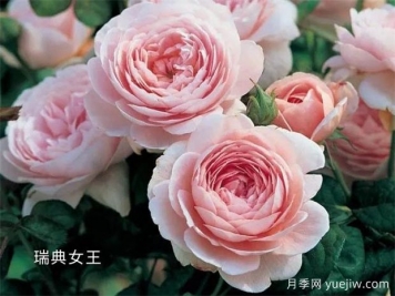 100种月季玫瑰品种图鉴大全，你认识有没有超过10个？