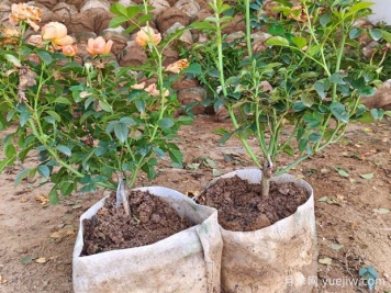 盆栽月季多年不换盆，3个办法也能保持生长旺盛