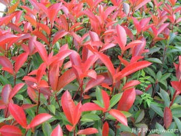 推荐6种经典的红色植物，养一盆红火真喜庆