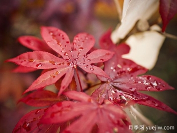 日本红枫、美国红枫、中国红枫到底有何不同？
