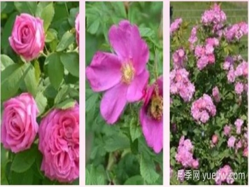 轻松区分月季、玫瑰和蔷薇ROSE三姐妹，不再迷茫于爱情花海