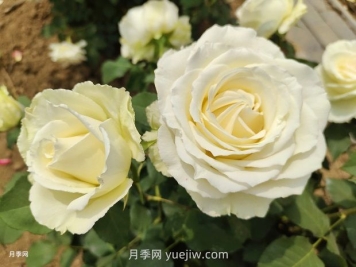 十一朵白玫瑰的花语和寓意