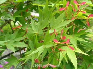 鸡爪槭和红枫的区别，四大不同之处