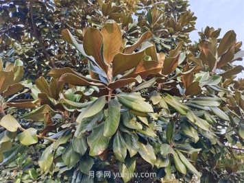 广玉兰是常绿树还是落叶树？