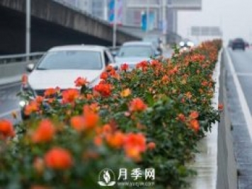 月季花期可调控，看武汉10月中旬月季花艳丽开放