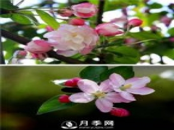 海棠花，与牡丹、兰花、梅花并称为“中国春花四绝”