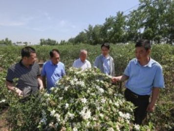 唐河唐栀子，地标农产品成农民增收致富的朝阳产业