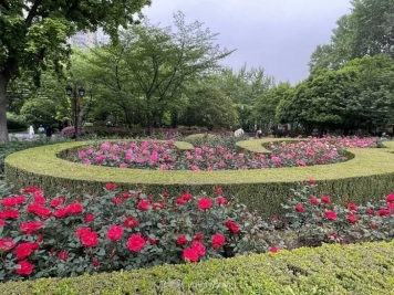 上海复兴公园月季园，月季花开献给市民的视觉盛宴
