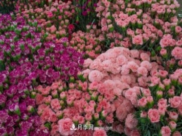 中国6大花市，全国花卉批发市场介绍