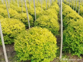 荆门沙洋县十里铺镇4万亩苗木成为致富的绿色产业