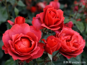 21朵玫瑰：不只是浪漫，还藏着这些深意