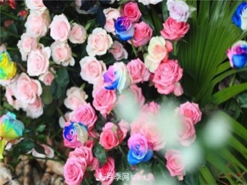 别惊讶，市面上卖的玫瑰竟都是月季？上海辰山植物园月季品种多