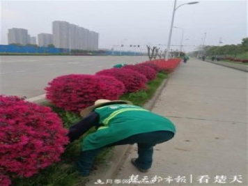 2019年武汉绿化成绩单：建成303公里绿道，新栽月季100万株……