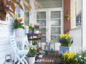 上海发布《窗阳台绿化推荐植物名录》，月季花在列，好不好养来看看