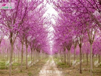 四季春1号，河南鄢陵巨紫荆树为北方城市添彩