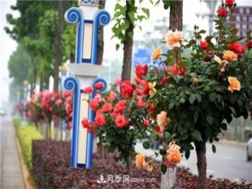 河北北京天津树状月季成风景线，四季应该怎么养护？