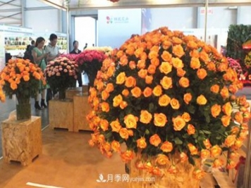 2020年云南“10大名花”千万元奖励，多个月季种苗获奖