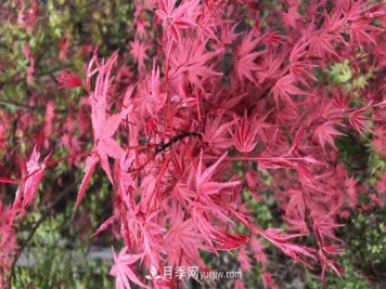 鸡爪槭和红枫的区别，叶片、枝干、花果期