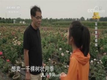 央视《田间示范秀》播出南阳月季种植故事《花田里的烦恼》