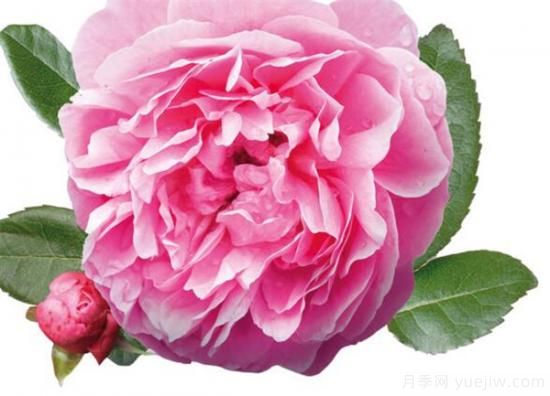 大马士革玫瑰和平阴玫瑰的区别 玫瑰精油能祛斑吗(图2)