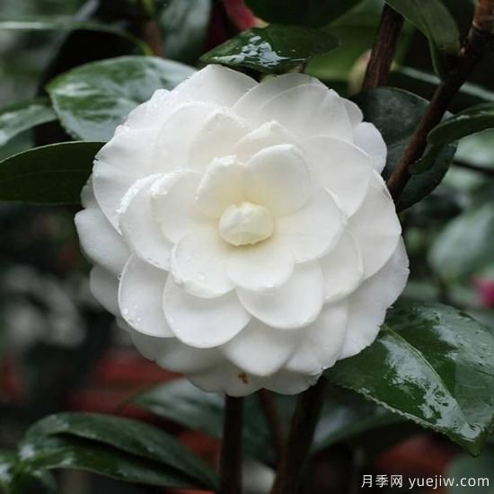 中国10大名花排行榜，你喜欢的花卉上榜了吗(图7)